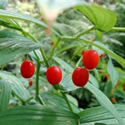 Twistedstalk (Streptopus Amplexifolius)