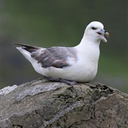 Fulmar