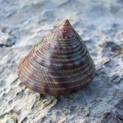 Painted Top-Shell