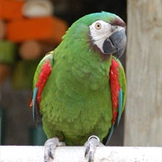 Chestnut-Fronted Macaw