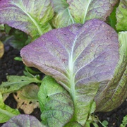 Osaka Purple Mustard Greens