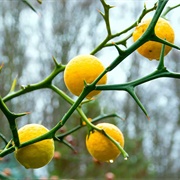 Trifoliate Orange