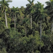 Fakahatchee Strand Preserve State Park