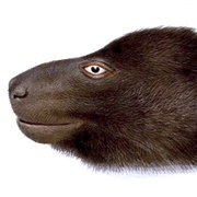 Guadalcanal Monkey-Faced Bat