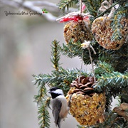 Decorate a Tree for Birds