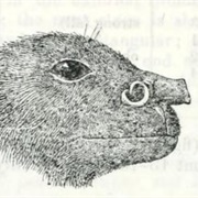 Island Tube-Nosed Bat