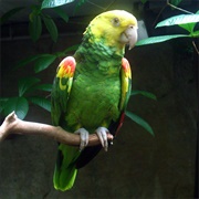 Yellow Headed Parrot