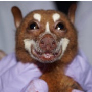 Sulawesi Stripe-Faced Fruit Bat