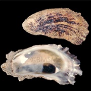 Eastern Oyster