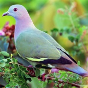 Pink-Necked Green Pigeon