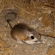 Agile Kangaroo Rat