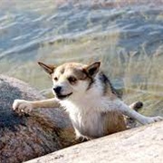 Rarest Dog Breed Norwegian Lundehund