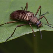 Darkling Beetle