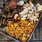 Fresh Picked Mushrooms