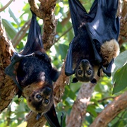 Spectacled Flying Fox