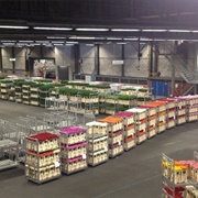 Aalsmeer Flower Auction