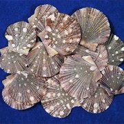 Pixadus Scallop