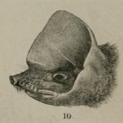 Kalinowski's Mastiff Bat