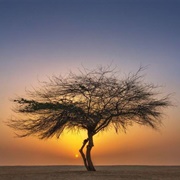 Bahrain - Tree of Life