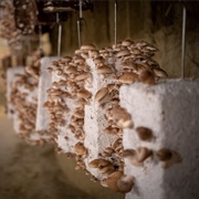 Musée De Champignons