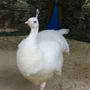 Albino Peahen