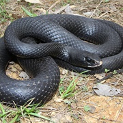 Black Racer Snake