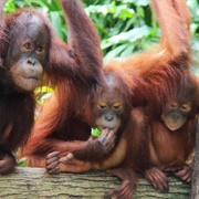 Singapore Zoo