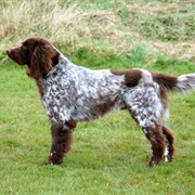 German Longhaired Pointer