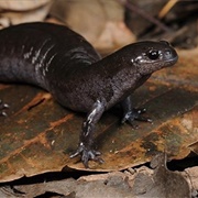 Small Mouthed Salamander