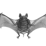 Egyptian Tomb Bat