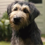 Tramp (Lady and the Tramp Live Action)