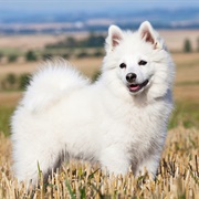 German Spitz - Kleinspitz