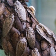 Death's Head Cockroach