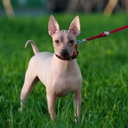American Hairless Terrier