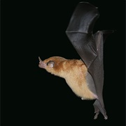 Orange Nectar Bat