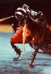 Bugs (1975)