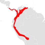 Handley's Tailless Bat