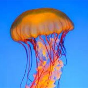 Been Stung by a Jellyfish