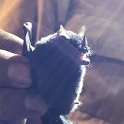 Chestnut Short-Tailed Bat