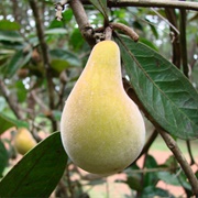 Cerrado Pear (Eugenia Klotzschiana)