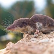 Arctic Shrew