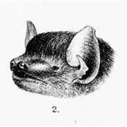 Rüppell's Broad-Nosed Bat
