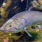 Bowfin