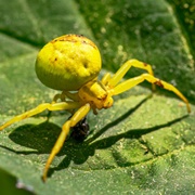 Goldenrod Crab Spider