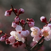 Plum Blossom