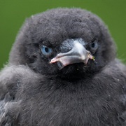 Crow Chick