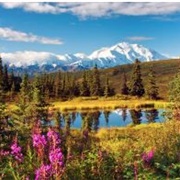 Denali National Park