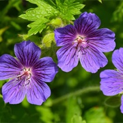 Hardy Geranium