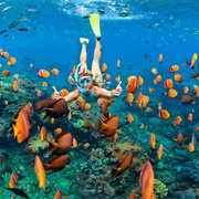 Snorkel in Kealakekua Bay, Hawaii