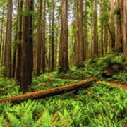 Redwood National Park